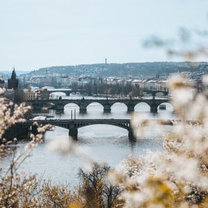 The bridges on Vltava River in Prague framed by Cherry Blossoms