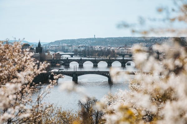 The bridges on Vltava River in Prague framed by Cherry Blossoms